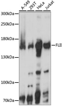ABclonal Technology&nbsp;FLII Rabbit pAb