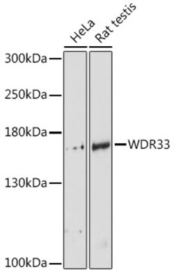 ABclonal Technology&nbsp;WDR33 Rabbit pAb