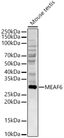 ABclonal Technology&nbsp;MEAF6 Rabbit pAb