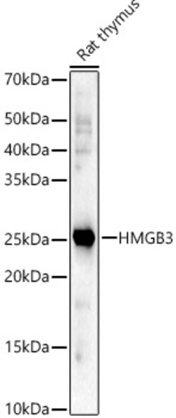 ABclonal Technology&nbsp;HMGB3 Rabbit pAb