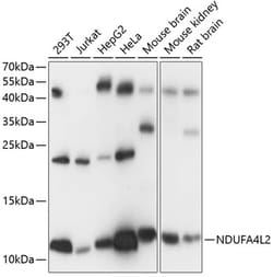 ABclonal Technology&nbsp;NDUFA4L2 Rabbit pAb