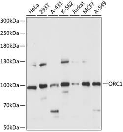 ABclonal Technology&nbsp;ORC1 Rabbit pAb