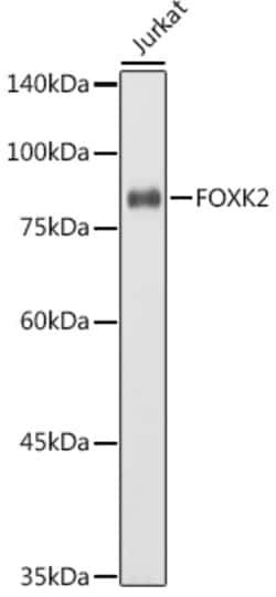 ABclonal Technology&nbsp;FOXK2 Rabbit pAb