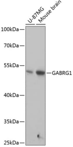 ABclonal Technology&nbsp;GABRG1 Rabbit pAb