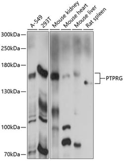 ABclonal Technology&nbsp;PTPRG Rabbit pAb