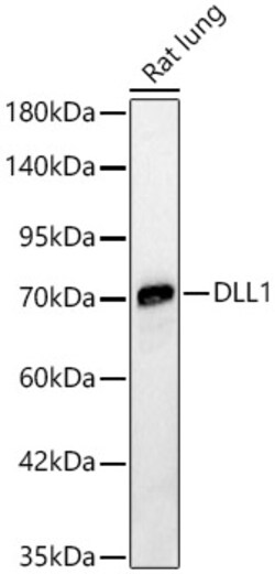 ABclonal Technology&nbsp;DLL1 Rabbit pAb