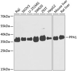 ABclonal Technology&nbsp;PPA1 Rabbit pAb