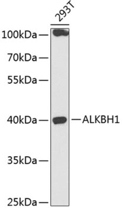 ABclonal Technology&nbsp;ALKBH1 Rabbit pAb