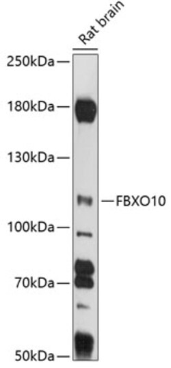 ABclonal Technology&nbsp;FBXO10 Rabbit pAb