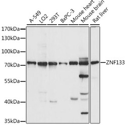 ABclonal Technology&nbsp;ZNF133 Rabbit pAb