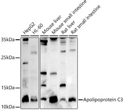 ABclonal Technology&nbsp;Apolipoprotein C3 Rabbit pAb
