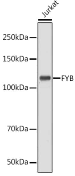 ABclonal Technology&nbsp;FYB Rabbit pAb
