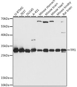 ABclonal Technology&nbsp;TPI1 Rabbit pAb