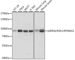 ABclonal Technology&nbsp;p90Rsk/RSK1/RPS6KA1 Rabbit pAb
