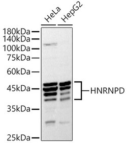 ABclonal Technology&nbsp;HNRNPD Rabbit pAb