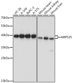ABclonal Technology&nbsp;MRPS35 Rabbit pAb