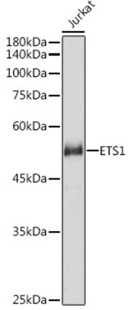 ABclonal Technology&nbsp;ETS1 Rabbit pAb