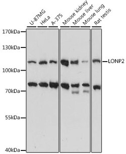 ABclonal Technology&nbsp;LONP2 Rabbit pAb