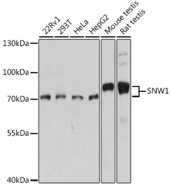 ABclonal Technology&nbsp;SNW1 Rabbit pAb