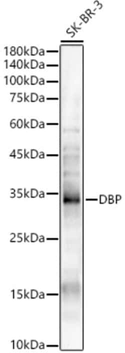 ABclonal Technology&nbsp;DBP Rabbit pAb