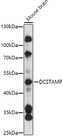 ABclonal Technology&nbsp;DCSTAMP Rabbit pAb