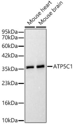 ABclonal Technology&nbsp;ATP5C1 Rabbit pAb