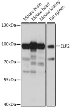 ABclonal Technology&nbsp;ELP2 Rabbit pAb