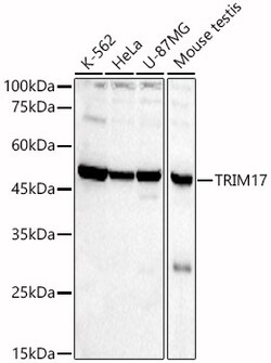 ABclonal Technology&nbsp;TRIM17 Rabbit pAb