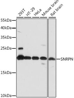 ABclonal Technology&nbsp;SNRPN Rabbit pAb