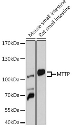 ABclonal Technology&nbsp;MTTP Rabbit pAb