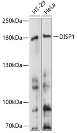 ABclonal Technology&nbsp;DISP1 Rabbit pAb