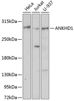 ABclonal Technology&nbsp;ANKHD1 Rabbit pAb