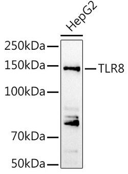 ABclonal Technology&nbsp;TLR8 Rabbit pAb