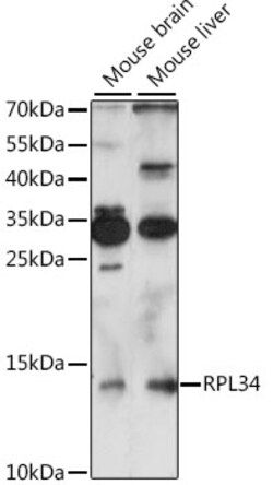 ABclonal Technology&nbsp;RPL34 Rabbit pAb