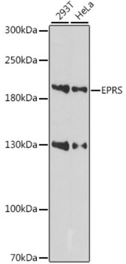ABclonal Technology&nbsp;EPRS Rabbit pAb