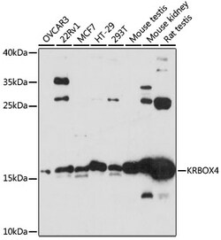 ABclonal Technology&nbsp;KRBOX4 Rabbit pAb