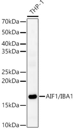 ABclonal Technology&nbsp;AIF1/IBA1 Rabbit pAb