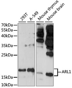 ABclonal Technology&nbsp;ARL1 Rabbit pAb