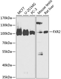 ABclonal Technology&nbsp;FXR2 Rabbit pAb