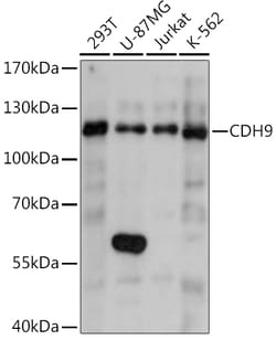 ABclonal Technology&nbsp;CDH9 Rabbit pAb