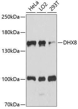 ABclonal Technology&nbsp;DHX8 Rabbit pAb