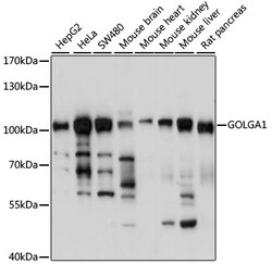 ABclonal Technology&nbsp;GOLGA1 Rabbit pAb