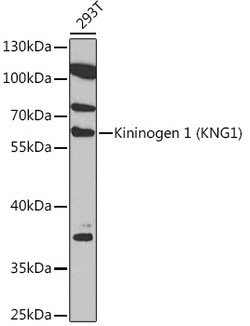 ABclonal Technology&nbsp;Kininogen 1 (KNG1) Rabbit pAb