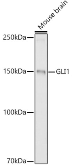 ABclonal Technology GLI1 Rabbit pAb, Quantity: Each of 1