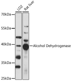 ABclonal Technology&nbsp;Alcohol Dehydrogenase Rabbit pAb