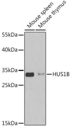 ABclonal Technology&nbsp;HUS1B Rabbit pAb