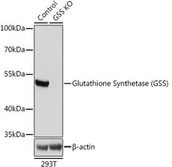 ABclonal Technology&nbsp;[KO Validated] Glutathione Synthetase (GSS) Rabbit pAb