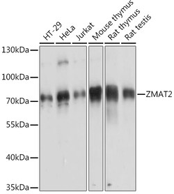 ABclonal Technology&nbsp;ZMAT2 Rabbit pAb