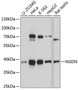ABclonal Technology&nbsp;NGDN Rabbit pAb