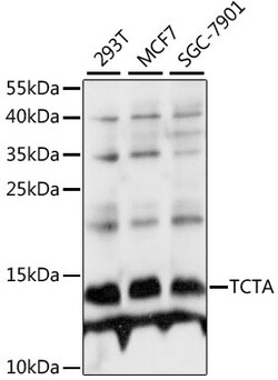 ABclonal Technology&nbsp;TCTA Rabbit pAb